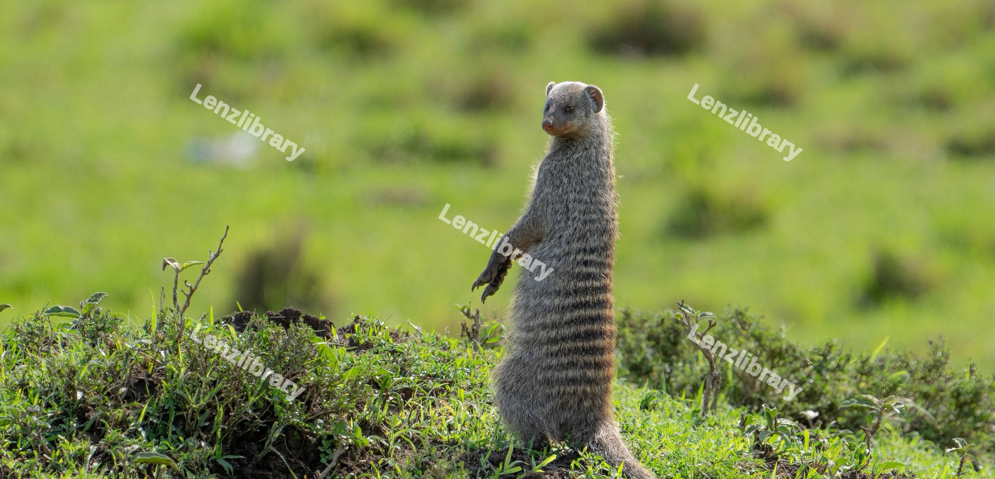 Banded Mongoose